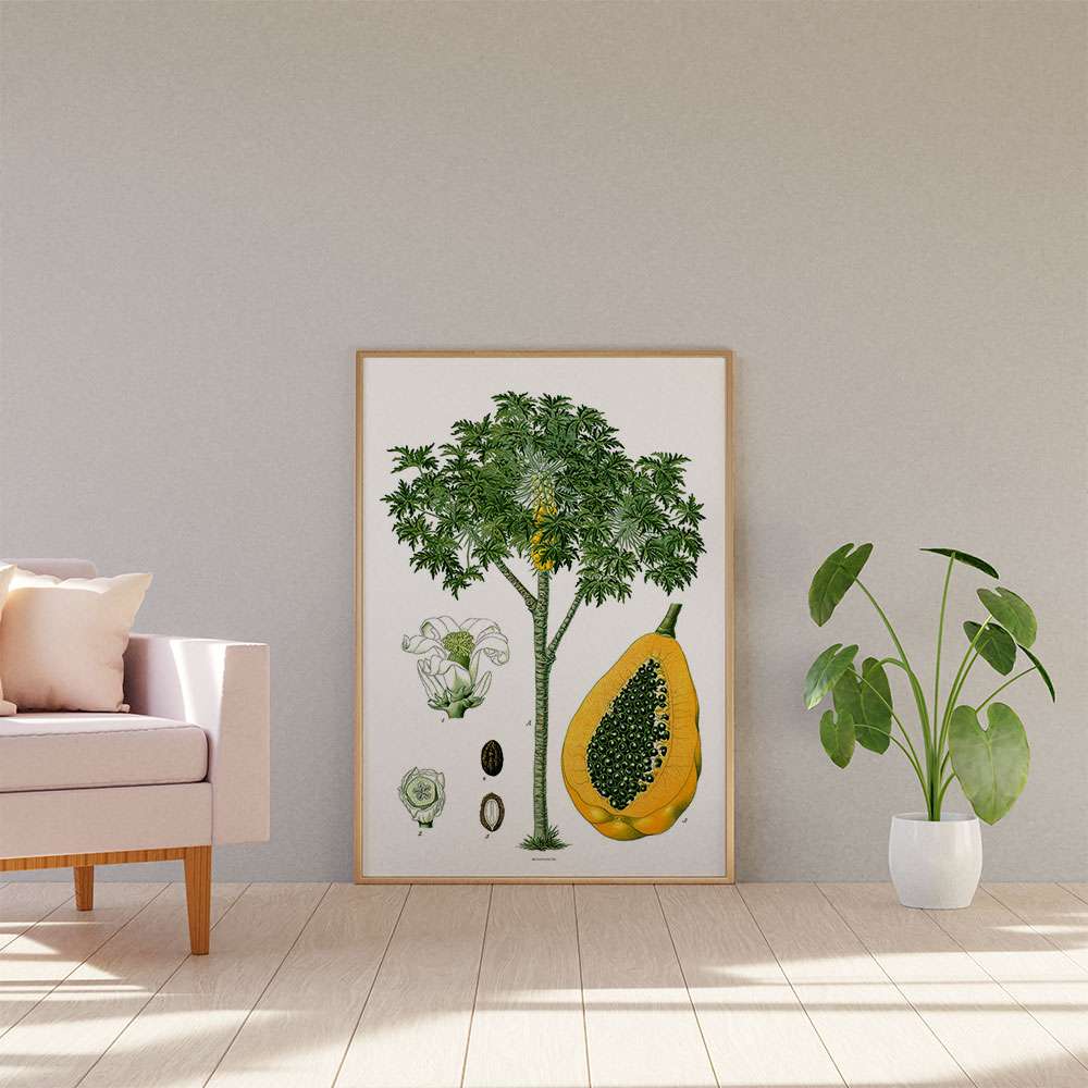 Kohlers Medizinal Pflanzen - Retroplakat med papaya