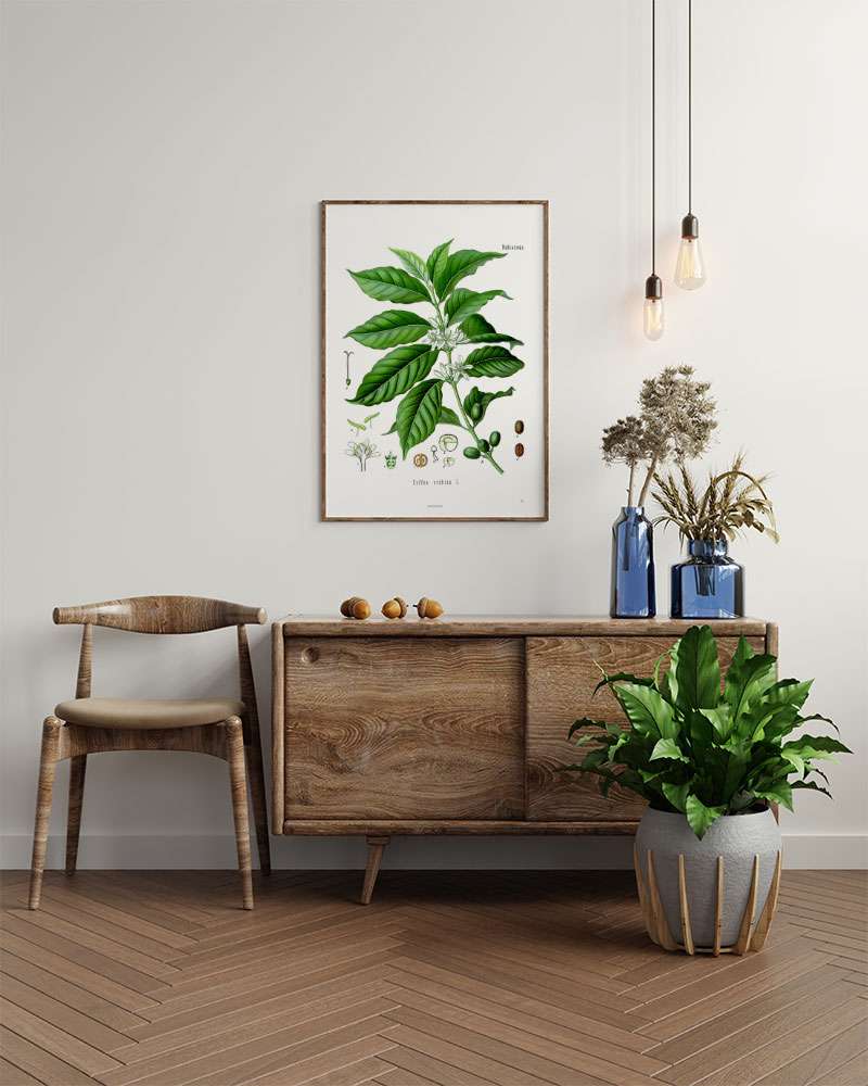 Kohlers Medicinal Pflanzen - Antik plakat med kaffeplante