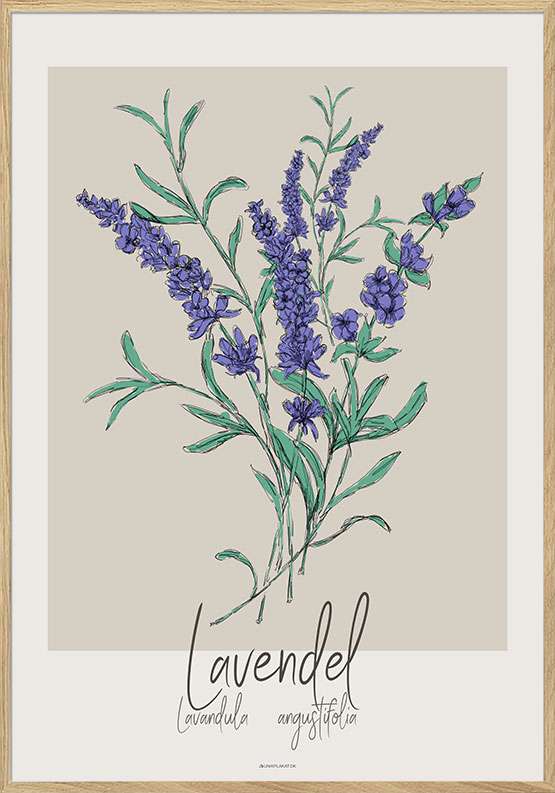 Kunstplakat – Lavendel