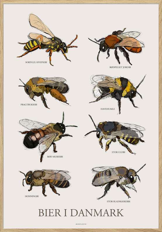 Plakat med bier
