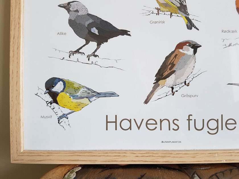 Plakat med fugle i haven