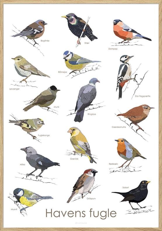 Plakat med havens fugle