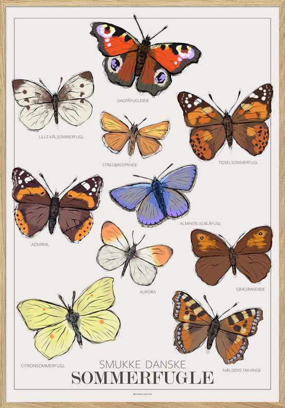Plakat med sommerfugle – 10 almindelige danske sommerfugle