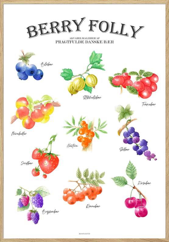 Plakat med bær – kunstprint af 10 akvareltegninger