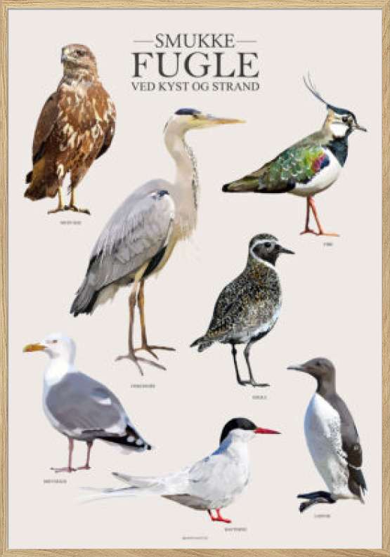 Plakat med strandens og kystens fugle