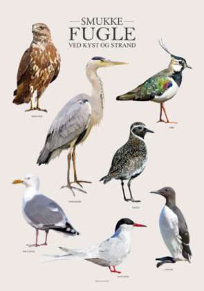 Plakat med strandens og kystens fugle
