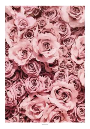 Lyserøde roser - Grafisk plakat
