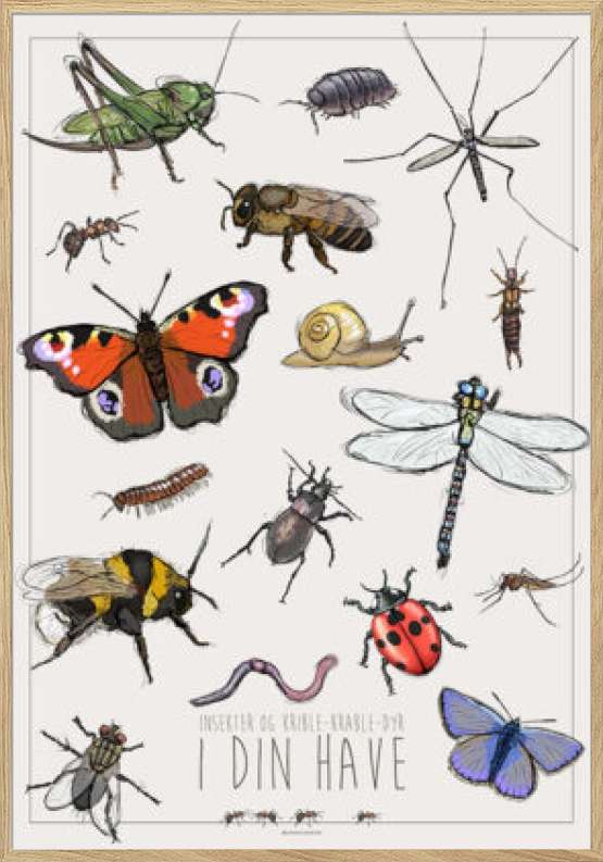 Plakat med insekter i haven