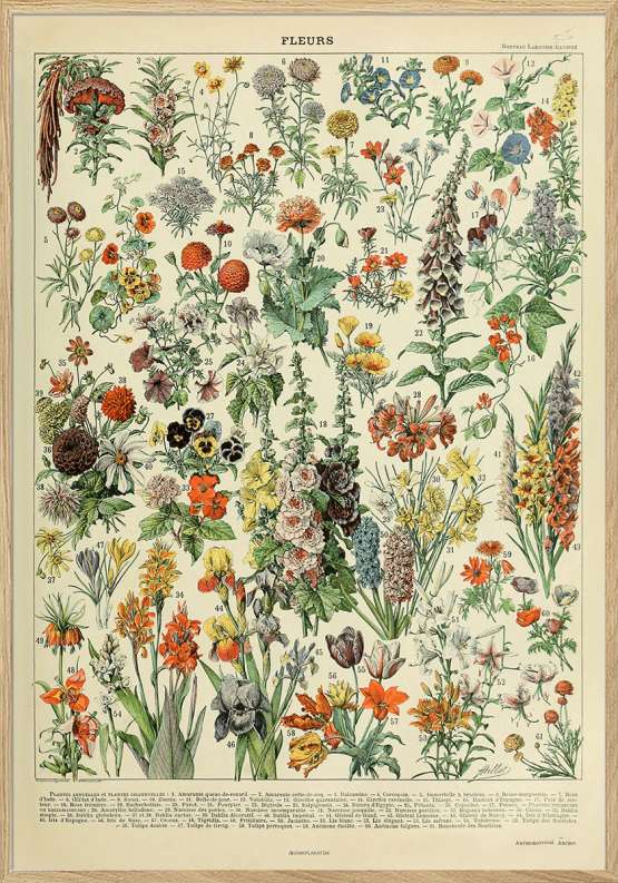 Adolphe Millot - Fleurs - Retroplakat med blomster