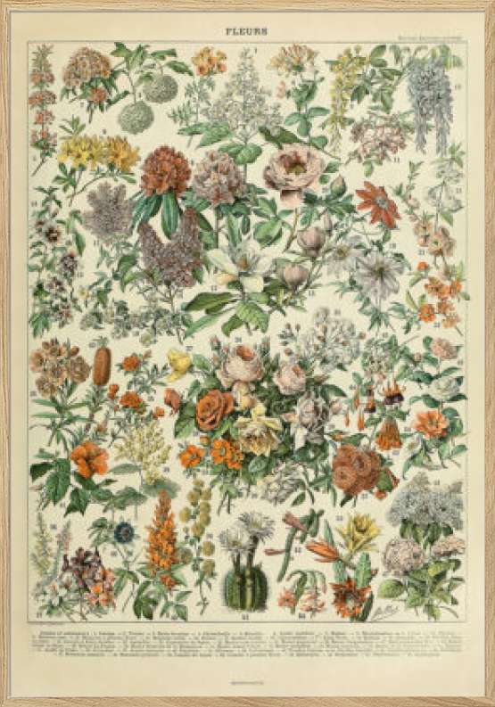 Adolphe Millot - Fleurs - Antik plakat med blomster