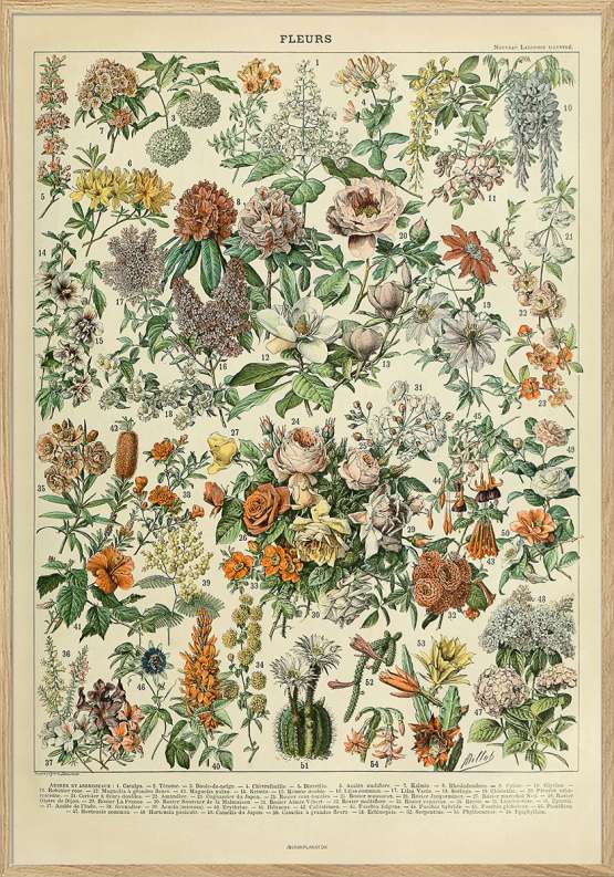 Adolphe Millot – Fleurs – Antik plakat med blomster