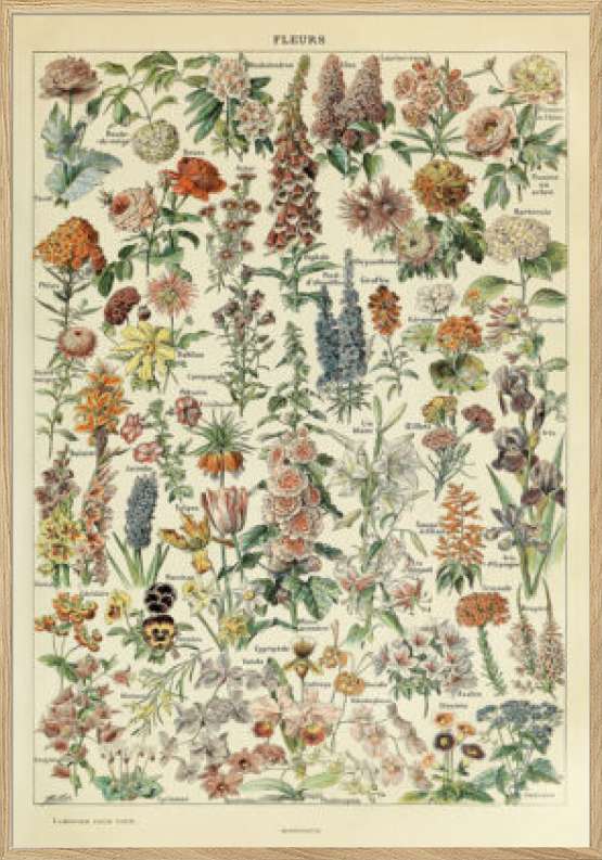 Adolphe Millot - Fleurs - Blomsterplakat