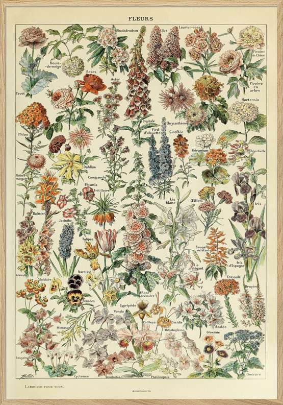 Adolphe Millot – Fleurs – Blomsterplakat