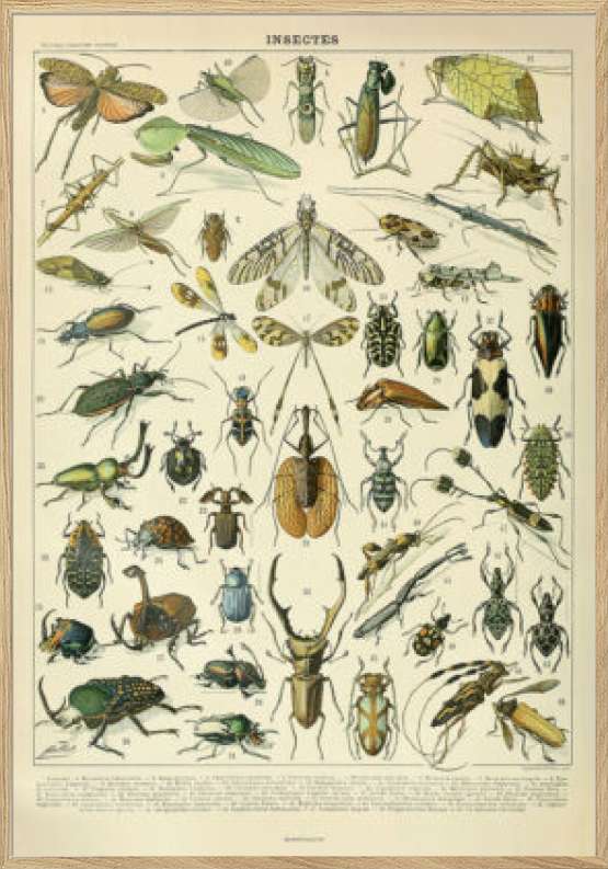 Adolphe Millot - Insectes - Insektplakat