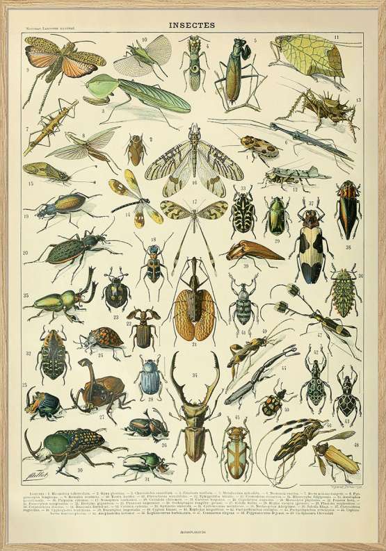 Adolphe Millot – Insectes – Insektplakat