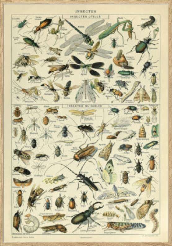 Adolphe Millot - Insectes - Plakat med insekter
