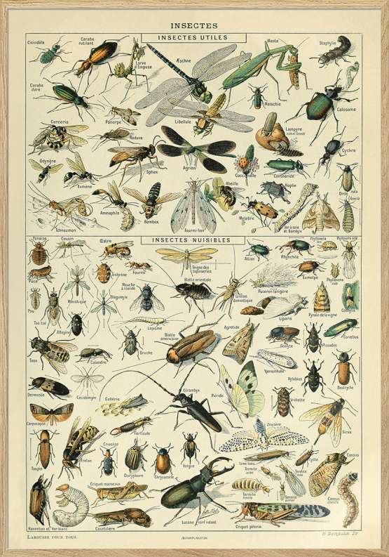 Adolphe Millot – Insectes – Plakat med insekter