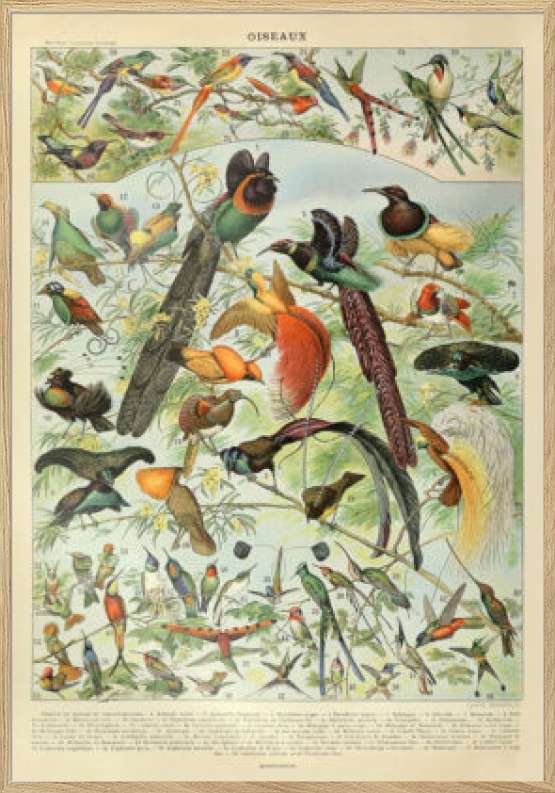 Adolphe Millot - Oiseaux - Plakat med fugle