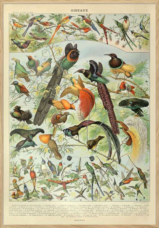 Adolphe Millot – Oiseaux – Plakat med fugle