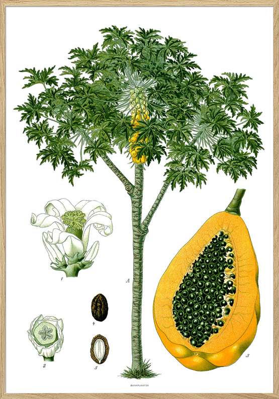 Köhlers Medizinal Pflanzen - Carica Papaya - Retroplakat med papaya