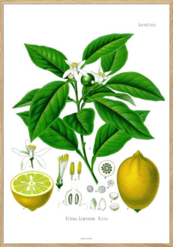 Köhlers Medizinal Pflanzen - Citrus Limonum - Retroplakat med citroner