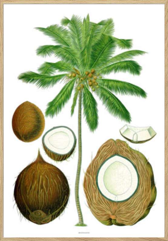 Köhlers Medizinal Pflanzen - Cocos Nucifera - Genoptryk af retromotiv med palme