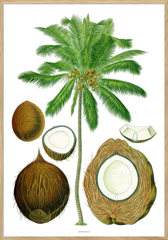 Köhlers Medizinal Pflanzen – Cocos Nucifera – Genoptryk af retromotiv med palme