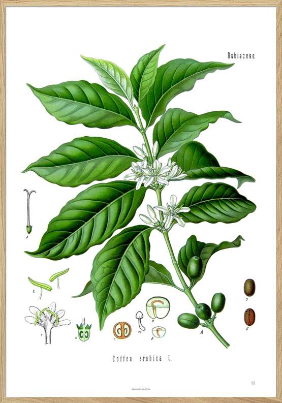 Köhlers Medizinal Pflanzen – Coffea Arabica – Antik plakat med kaffeplante