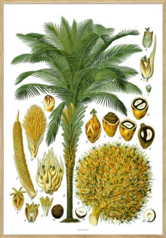 Köhlers Medizinal Pflanzen - Elaeis Guineensis - Antik plakat med palme