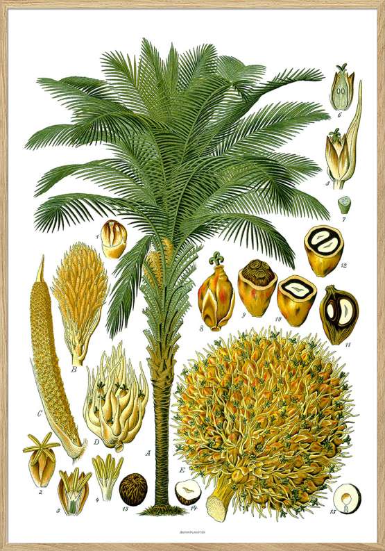 Köhlers Medizinal Pflanzen – Elaeis Guineensis – Antik plakat med palme