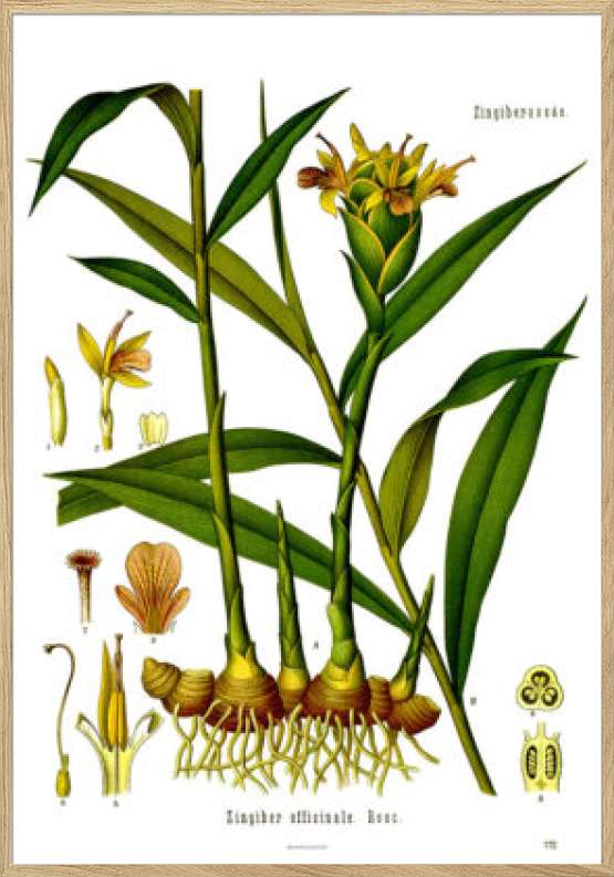 Köhlers Medizinal Pflanzen - Zingiber Officinale - Plakat med retromotiv af ingefær