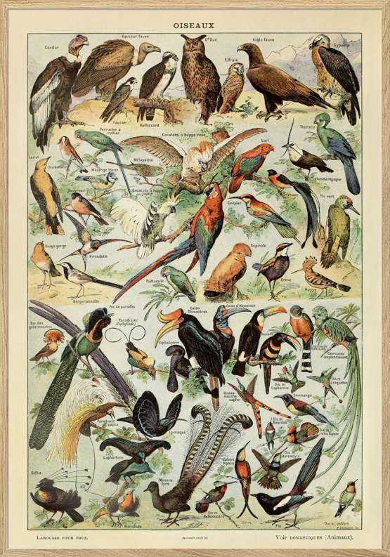 Adolphe Millot – Oiseaux Pour Tous – Plakat med fugle