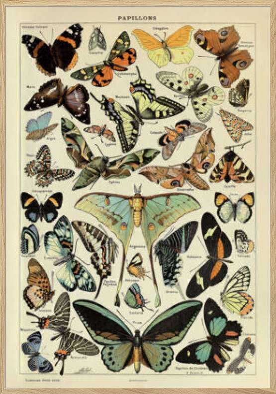 Adolphe Millot - Papillons Pour Tous - Retroplakat med sommerfugle