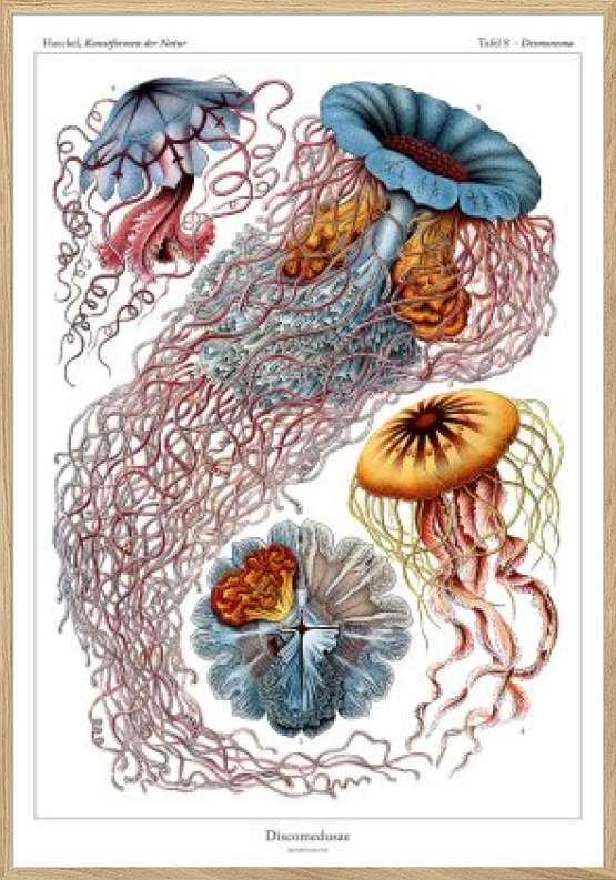 Ernst Haeckel - Discomedusae - Plakat med vandmænd