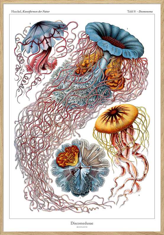 Ernst Haeckel – Discomedusae – leksikonplakat med vandmænd