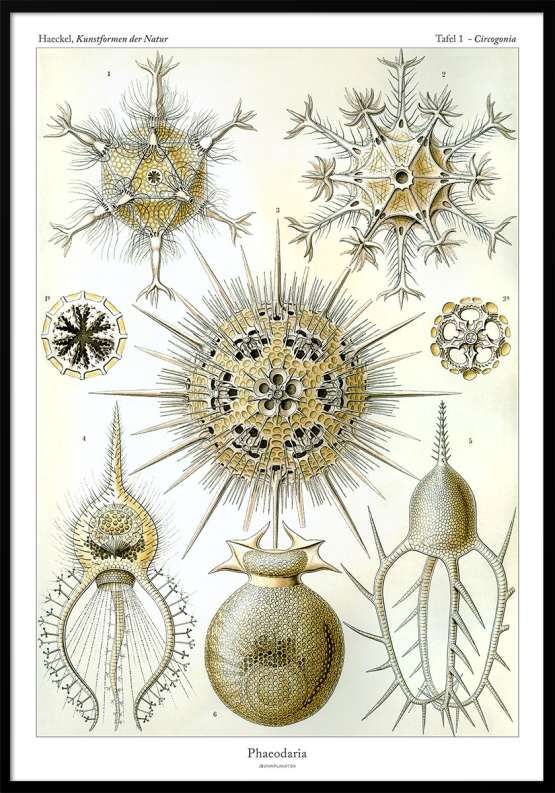 Ernst Haeckel - Phaeodaria - retroplakat med vandlevende organismer