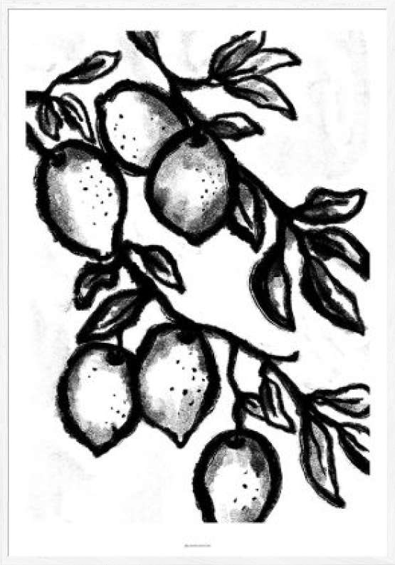 Sort-hvid plakat - kultegning af citrongren