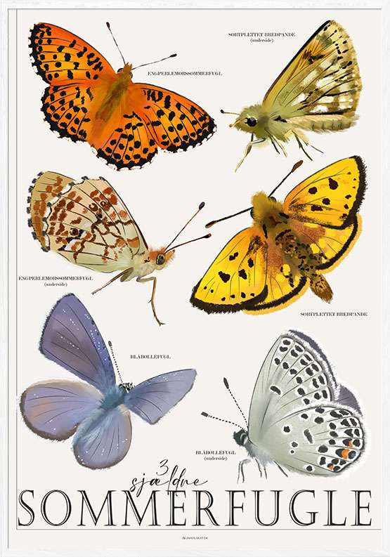 Plakat med sommerfugle – 3 sjældne og truede arter
