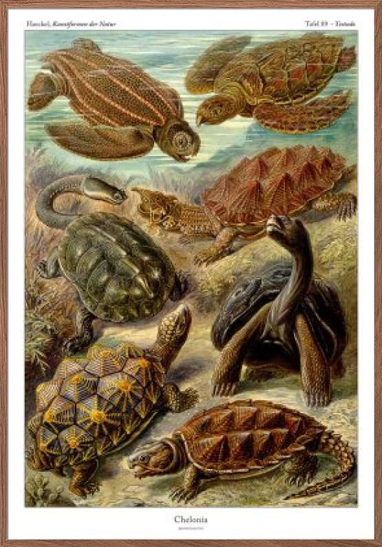 Ernst Haeckel plakat - Chelonia (skildpadder)