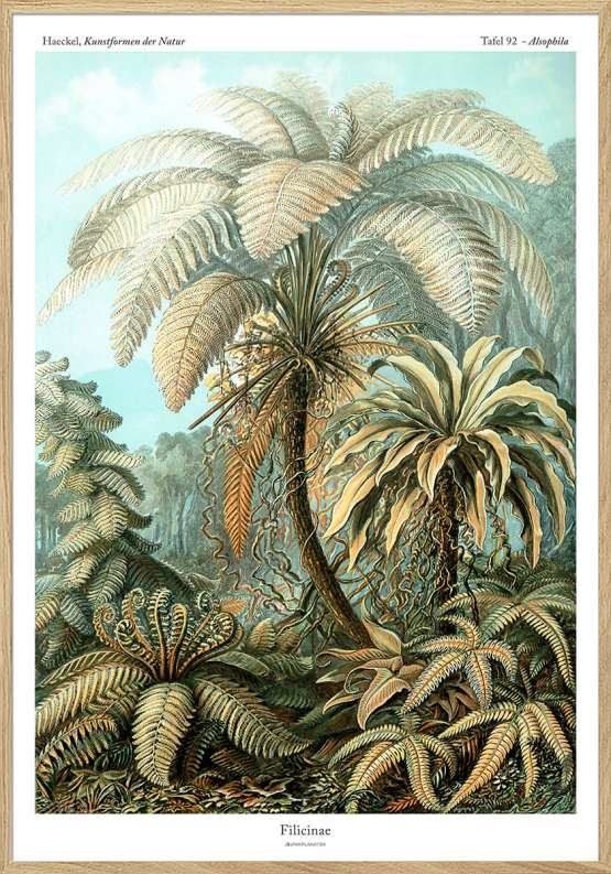 Ernst Haeckel – Filicinae (plakat med bregne)