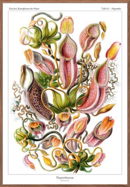 Ernst Haeckel - Nepenthaceae (kandebærer plakat)