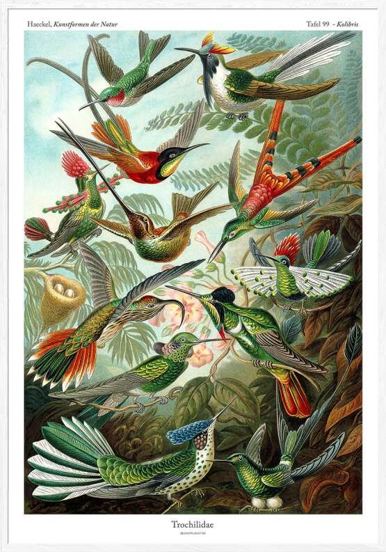 Ernst Haeckel plakat – Trochilidae Kolibris