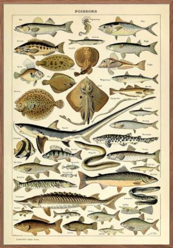 Plakat med fisk - Adolphe Millot - Poissons