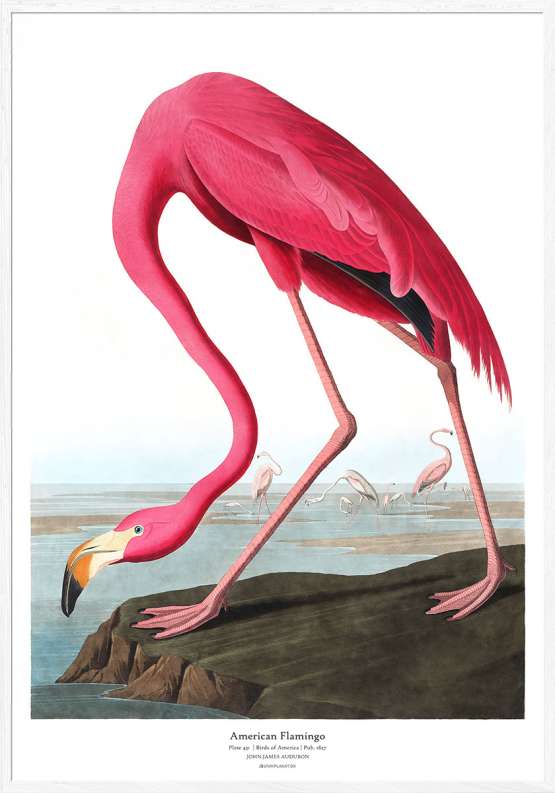 Billede af American Flamingo af John James Audubon