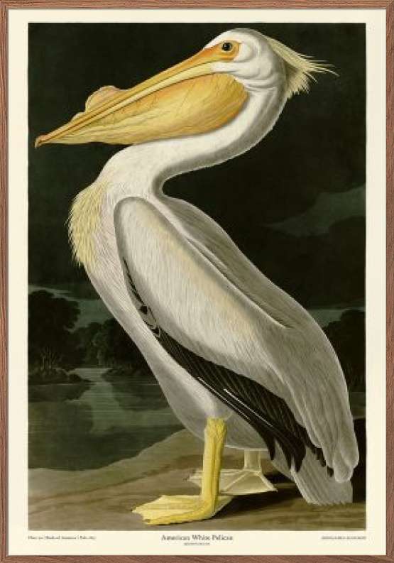 American White Pelican - John James Audubon retroplakat