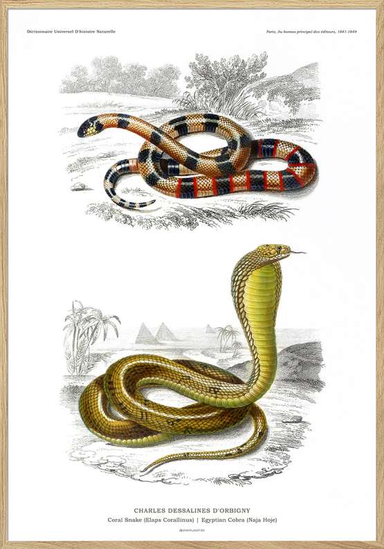 Billede af Plakat med slanger - leksikonplakat
