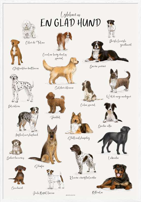 Billede af Plakat med hunderacer - 20 dejlige [og håndtegnede] hunde