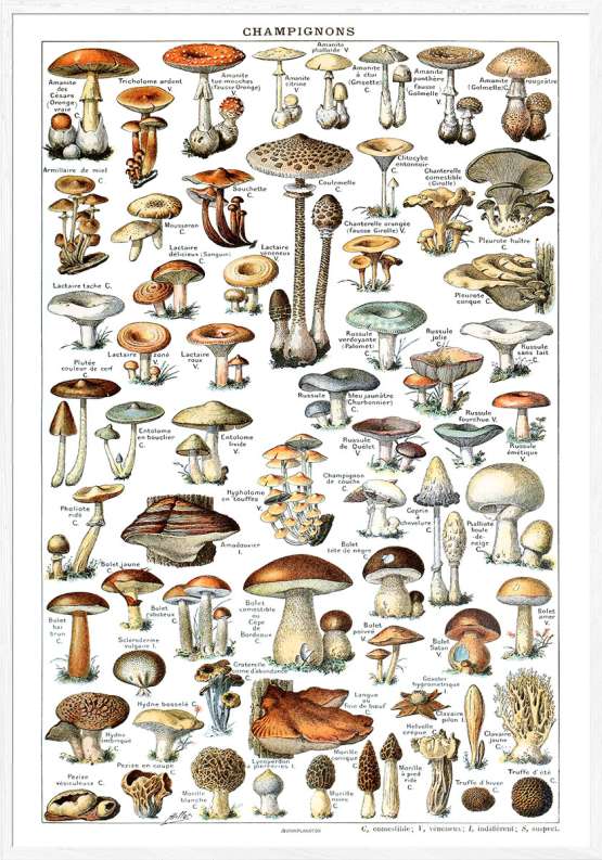 Svampe plakat - Adolphe Millot leksikon plakat med svampe