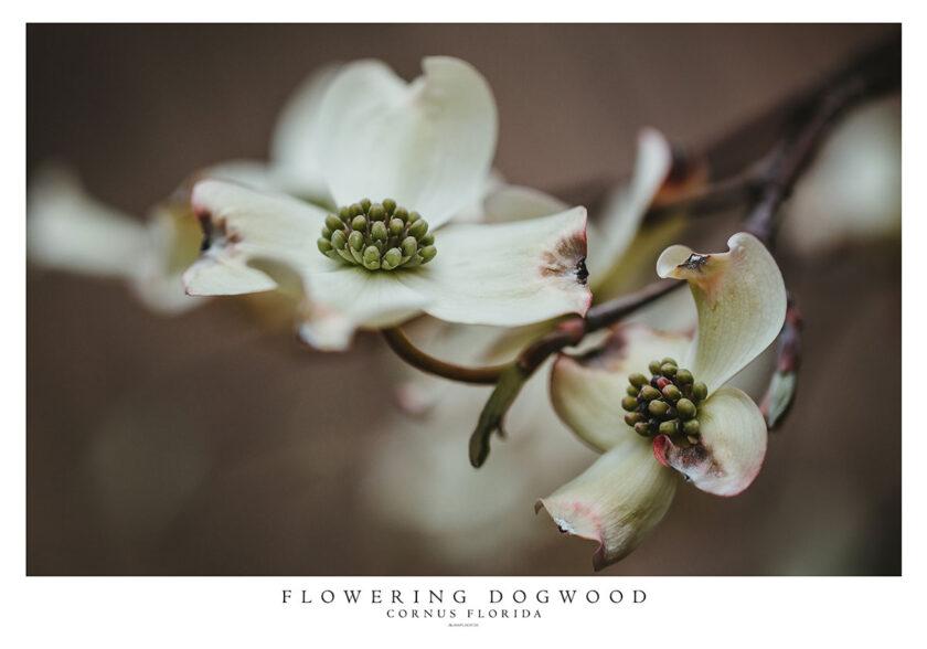 Blomsterkornel - Cornus Florida