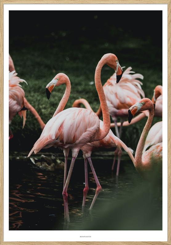 Plakat med flamingoer i dam
